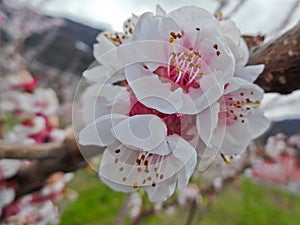 Flower of the Apricot tree (prunus armeniaca)
