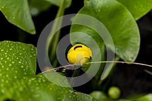 Flower of aquatic bladderwort