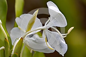 Flower of an aquatic ginger, Alpinia aquatica