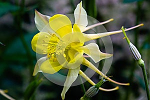 Flower of aquilegia, columbine close up in natural green background
