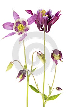 Flower of Aquilegia vulgaris isolated on white background, close up