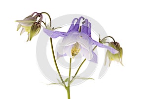 Flower of Aquilegia vulgaris isolated on white background, close up