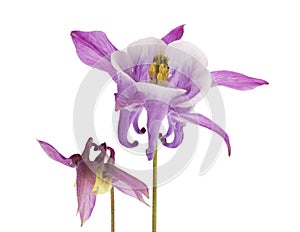 Flower of Aquilegia vulgaris isolated on white background, close up