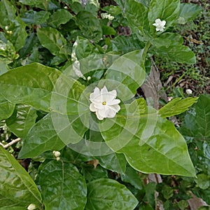 Flower Arabian Jasmine petals Corolla white flower Green Leaves Plant full of e