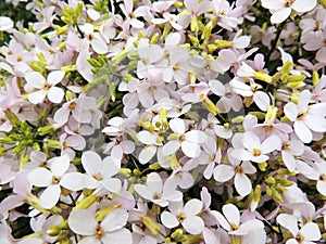 Flower arabis, cruciferous