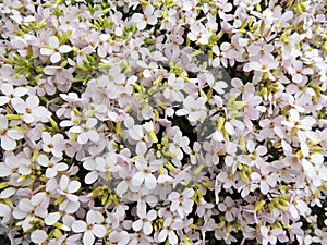 Flower arabis, cruciferous