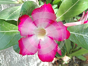 Flower of araliya photo