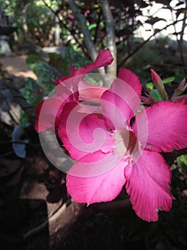 Araliya flower photo