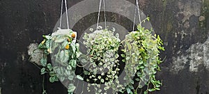 Flower aranged by the wall