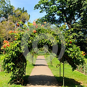 Flower arch over the walking path