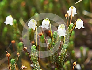 Flower Arctic bell-heather - Cassiope tetragona in natural tundra environment