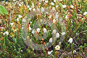 Flower Arctic bell-heather - Cassiope tetragona in natural tundra environment