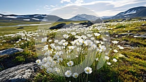 flower arctic tundra flowers