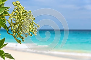 Flower of Argusia argentea, sea as background