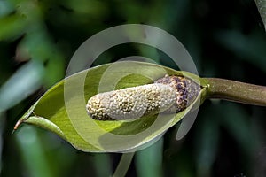 Flower of Aroid Palm