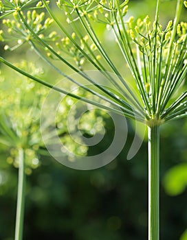 Flower of aromatic dill or fennel photo