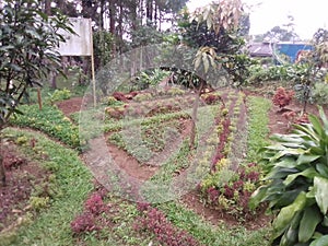 Flower Arragement