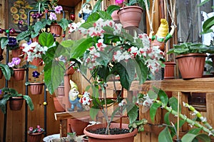 Flower arrangement on the balcony