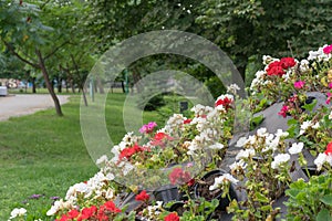 Flower arrangement in a beautifl city park. photo