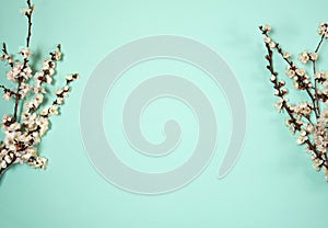 A border of spring apricot branches with pink and white flowers and buds on a pastel green background.