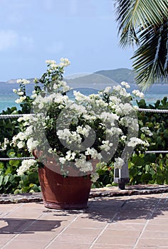 Flower arrangement on caribbean background photo