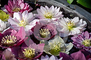 A flower arrangement of Christmas roses floating in a bowl of water.