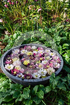 A flower arrangement of Christmas roses floating in a bowl of water.