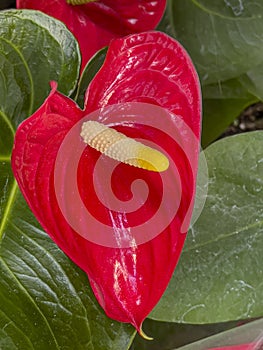 Flower arrangement  in closeup flamingo flower