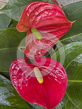 Flower arrangement  in closeup flamingo flower