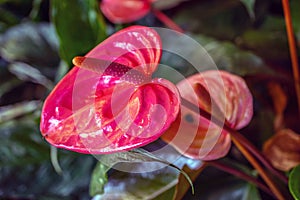 Flower arrangement  in closeup flamingo flower