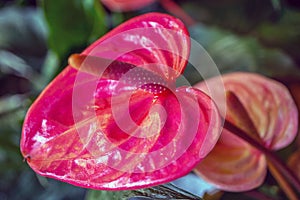 Flower arrangement  in closeup flamingo flower