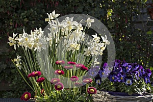 Flower arrangement of Narcissus `Toto`, Bellis, Viola