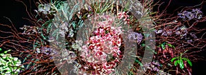 Flower arrangement of rare varieties of orchids