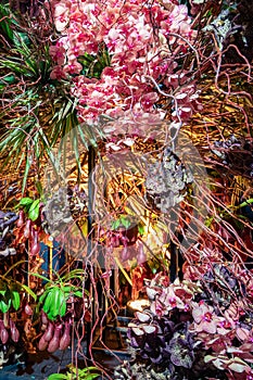 Flower arrangement of rare varieties of orchids