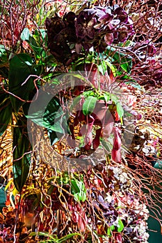 Flower arrangement of rare varieties of orchids