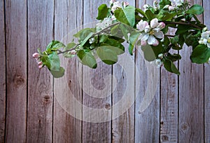 Spring branch of a blooming apple tree with green leaves, white-pink buds and flowers on the background of a wooden wall.