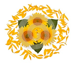 Flower arrangement sunflower bouquet with leaves and petals isolated on white background. Agriculture, farmer