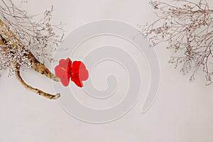 Flower arrangement on a white background from dry plants, a smooth tree branch from which a bright red geranium flower sticks out.
