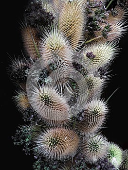 Flower Arrangement with Wild Teasel