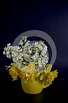 flower arrangement of yellow daffodils and white Arabis Caucasica in a yellow cup on a black background