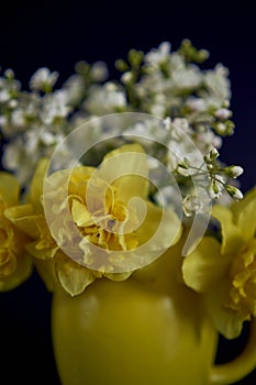 flower arrangement of yellow daffodils and white Arabis Caucasica in a yellow cup on a black background