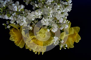 flower arrangement of yellow daffodils and white Arabis Caucasica in a yellow cup on a black background