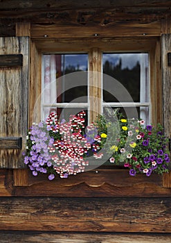 Flower Arrangements