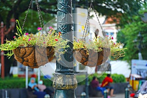 Flower arrangements on old pots