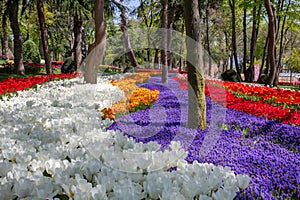 Flower arrangements in the spring park Emirgan at the tulip festival in Istanbul