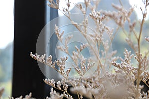 Flower arrangements in vases.