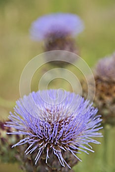 The Flower Of The Artichoke