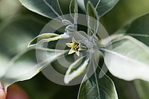 Flower of an ashwagandha plant, Withania somnifera