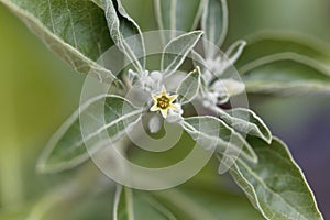 Flower of an ashwagandha plant, Withania somnifera