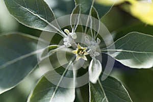Flower of an ashwagandha plant, Withania somnifera photo